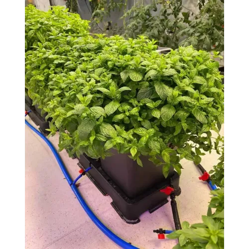 AutoPot - Easy2Grow 12 Pots Watering System