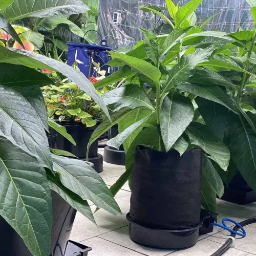 AutoPot - FlexiPot 1 Systeem 20L + 47L Watervat