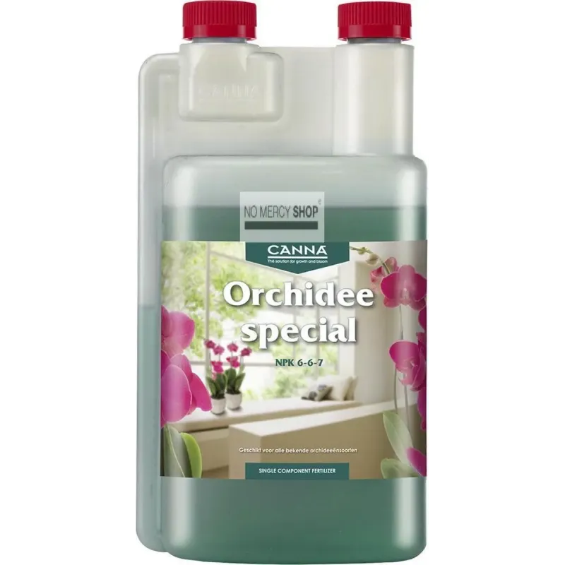 Canna - Orchidee Special