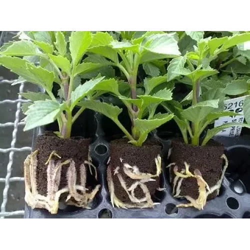 Eazy Plug - Stekpluggen CT77 (77 stuks)