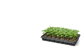 Propagation