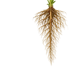 Roots